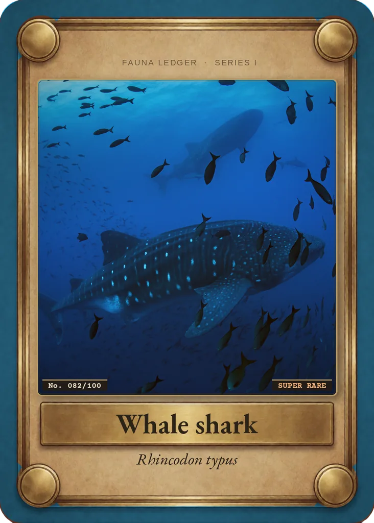 Whale shark card, front