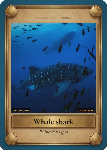 Whale shark