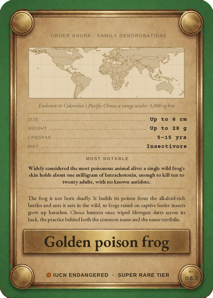 Golden poison frog card, back