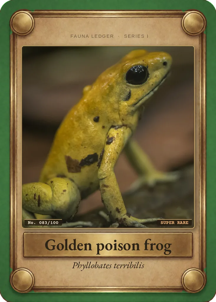 Golden poison frog card, front