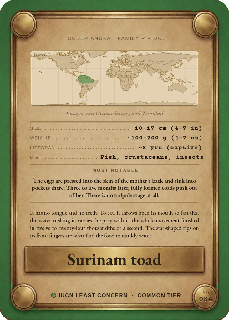 Surinam toad card, back