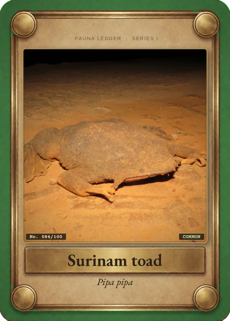 Surinam toad card, front