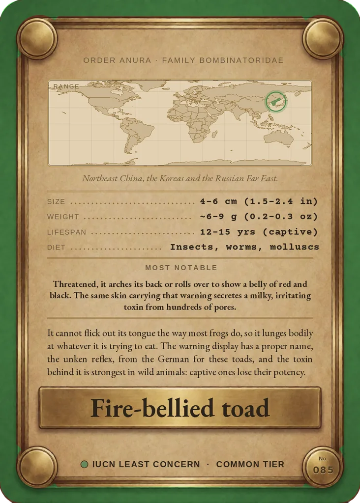 Oriental fire-bellied toad card, back