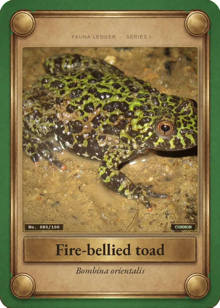 Oriental fire-bellied toad card, front