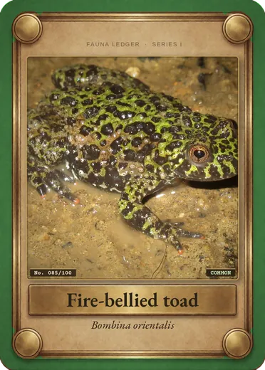 Oriental fire-bellied toad