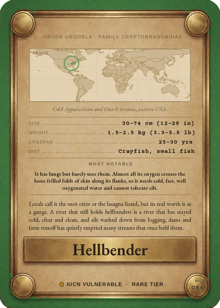 Hellbender card, back