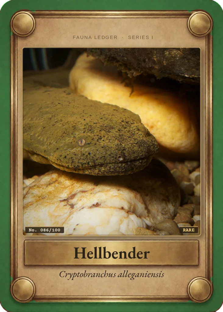 Hellbender card, front