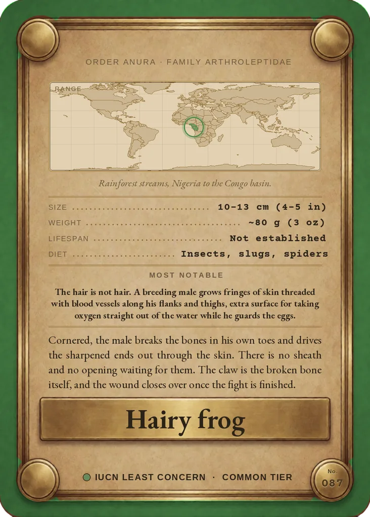 Hairy frog card, back