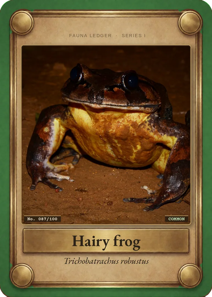 Hairy frog card, front