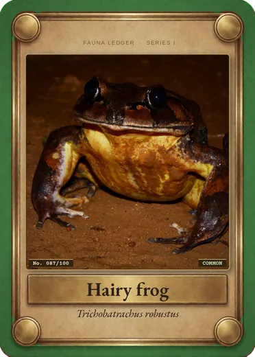 Hairy frog
