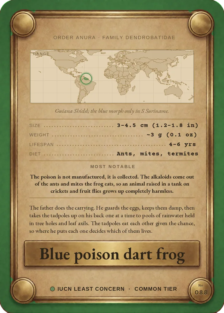 Blue poison dart frog card, back