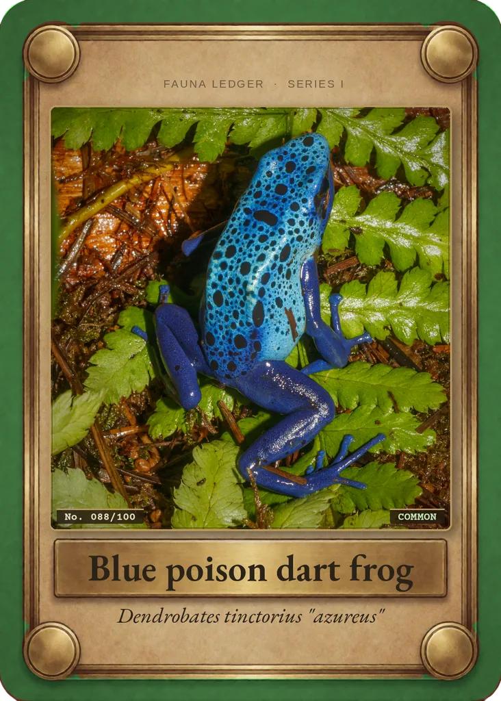 Blue poison dart frog card, front