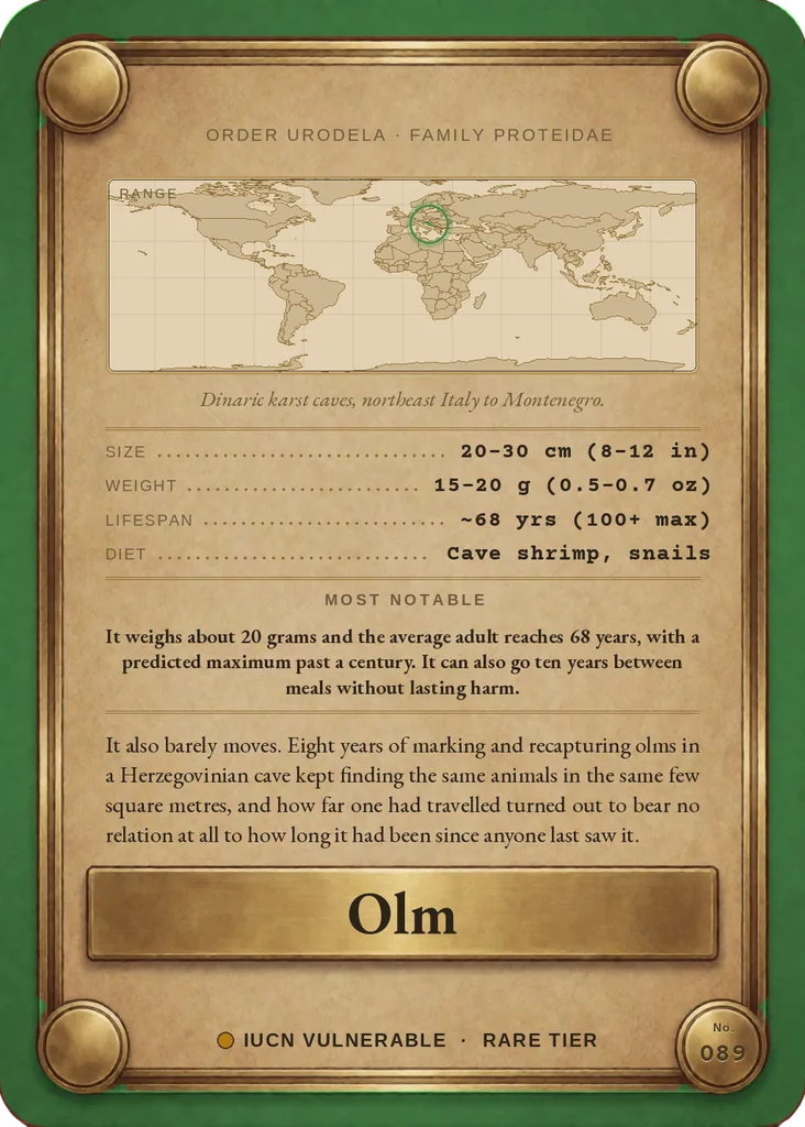 Olm card, back