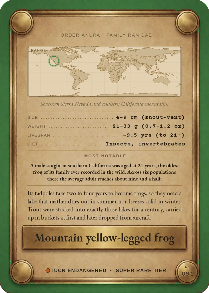 Southern mountain yellow-legged frog card, back