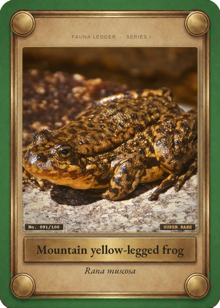 Southern mountain yellow-legged frog card, front