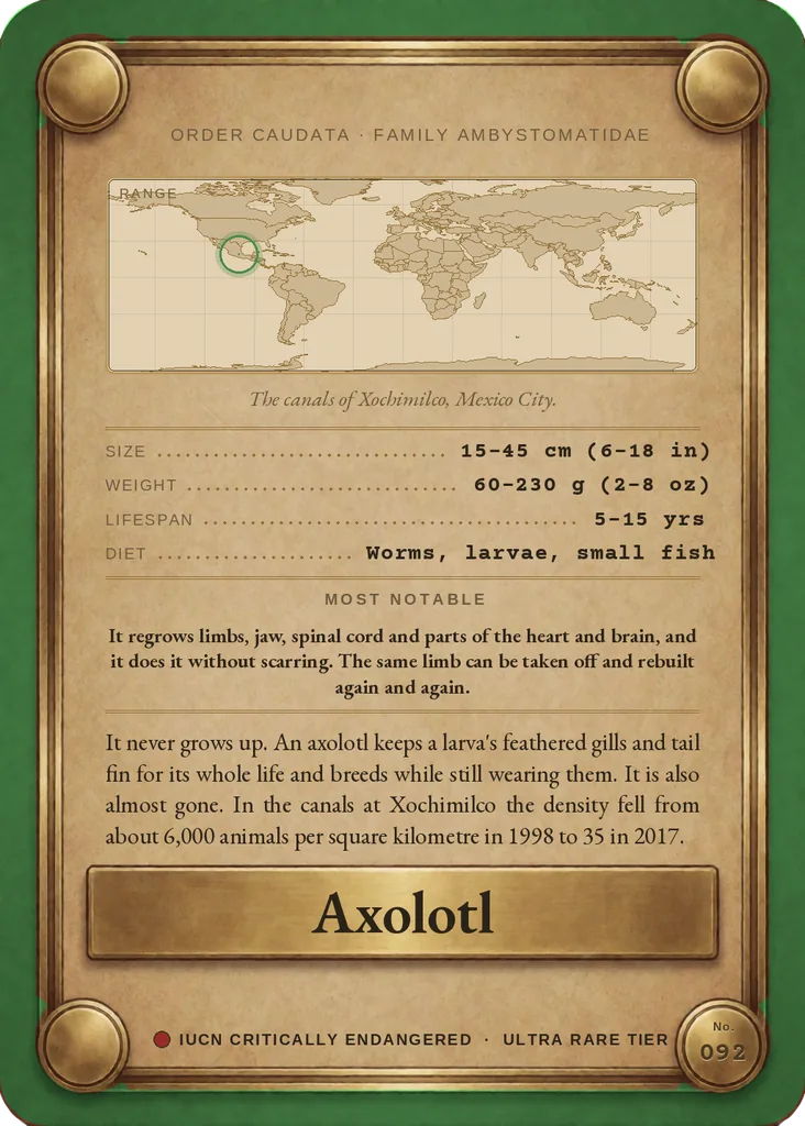 Axolotl card, back