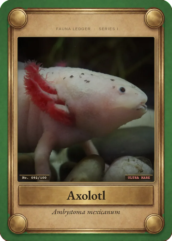 Axolotl card, front