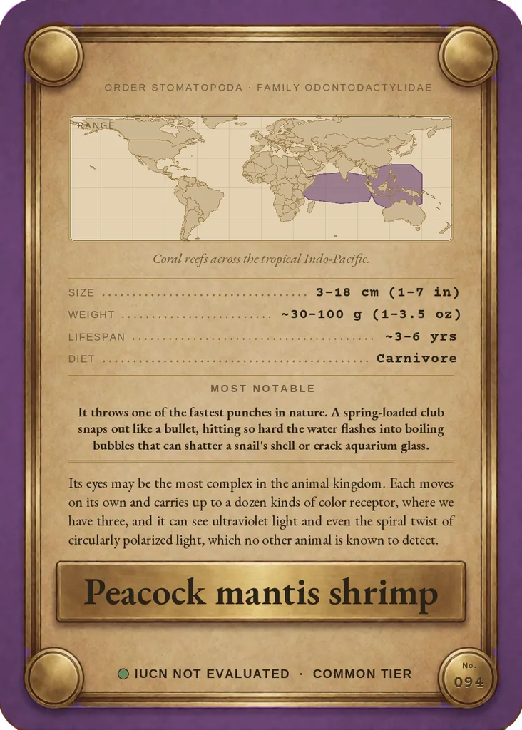 Peacock mantis shrimp card, back