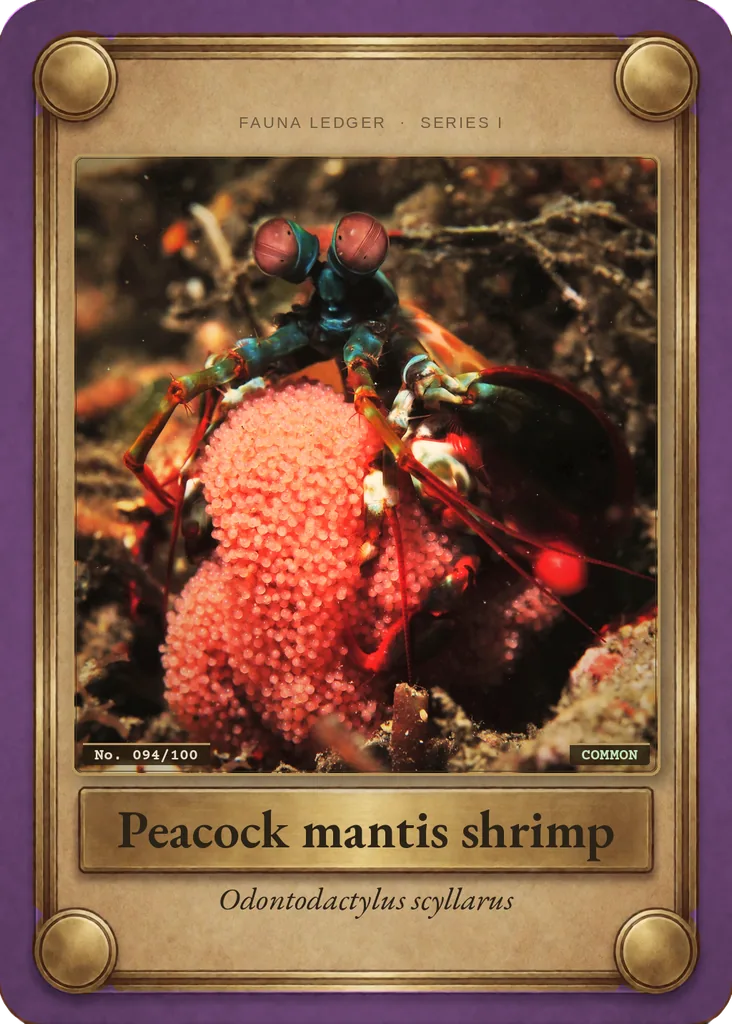 Peacock mantis shrimp card, front