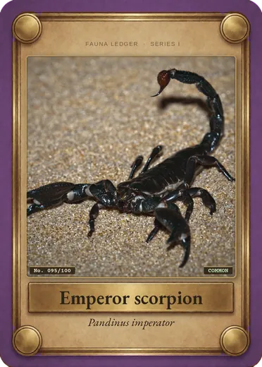 Emperor scorpion