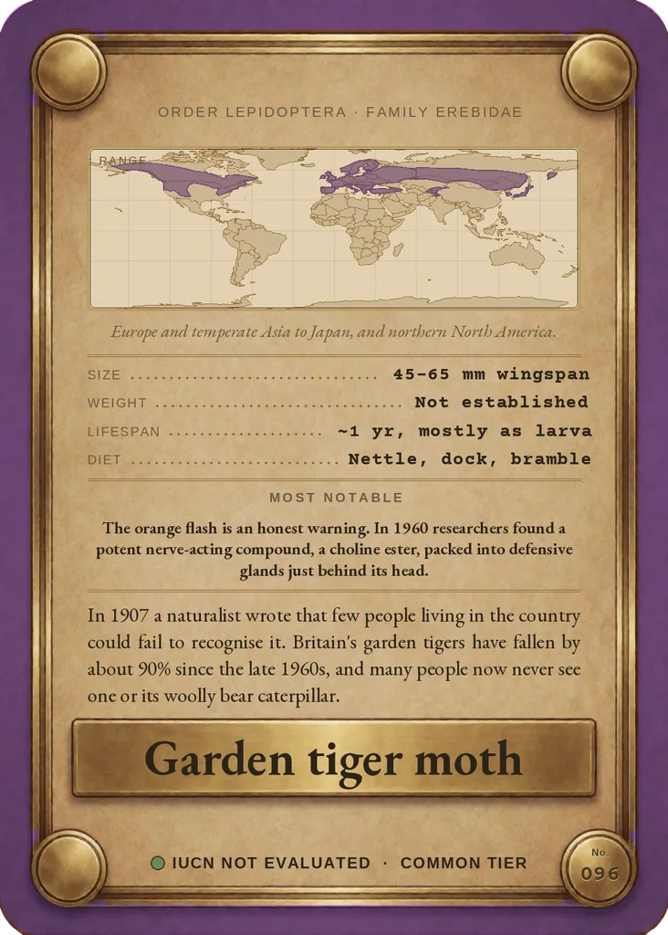 Garden tiger moth card, back
