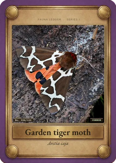 Garden tiger moth