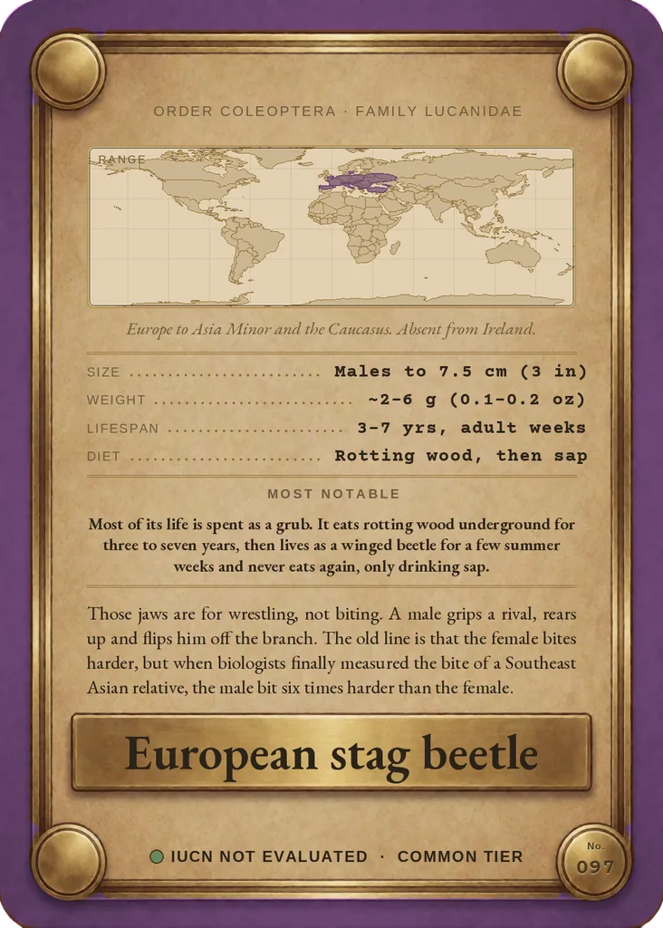 European stag beetle card, back