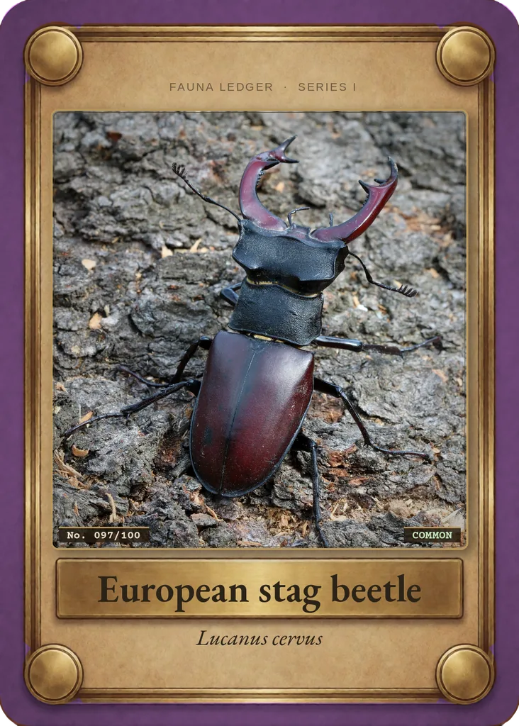 European stag beetle card, front