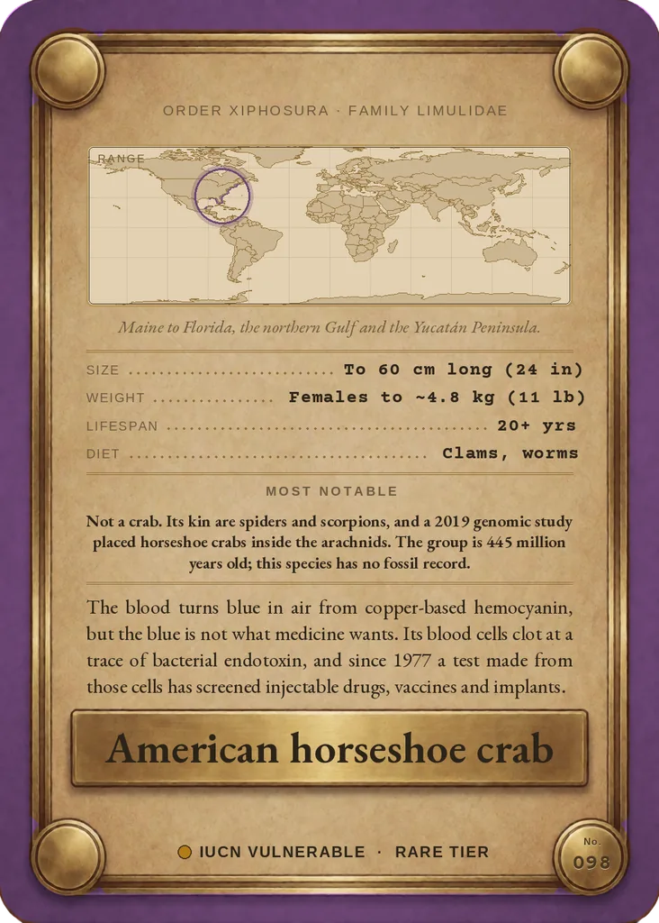 American horseshoe crab card, back