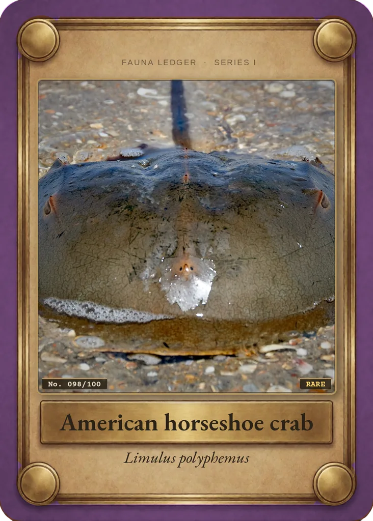 American horseshoe crab card, front