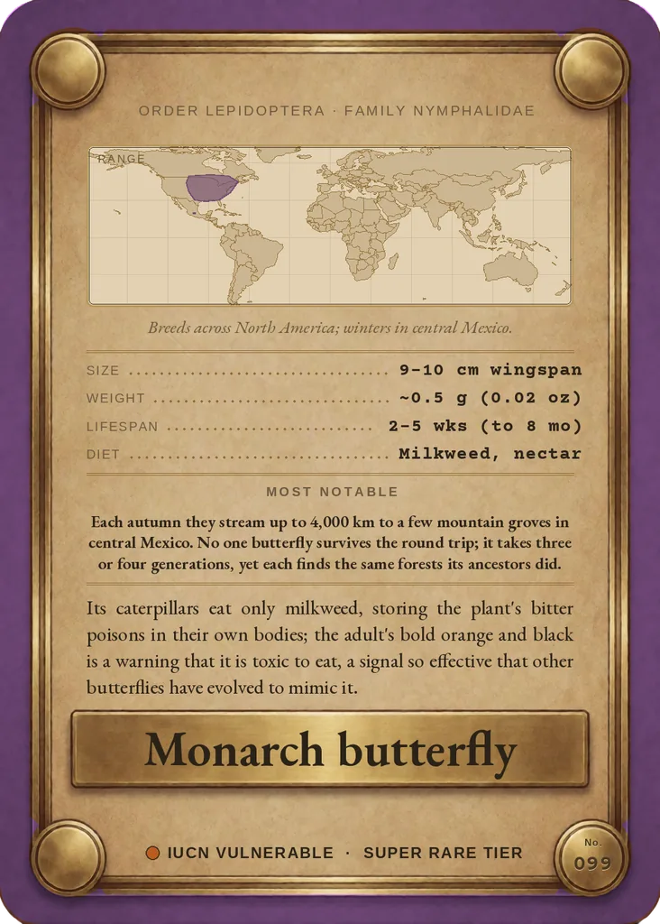 Monarch butterfly (migratory population) card, back