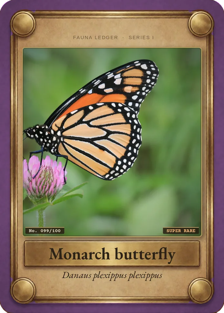 Monarch butterfly (migratory population) card, front