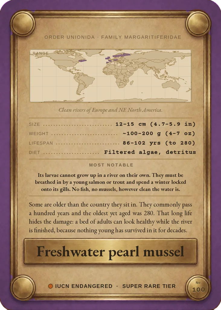 Freshwater pearl mussel card, back