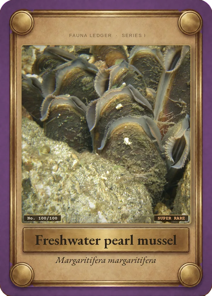 Freshwater pearl mussel card, front